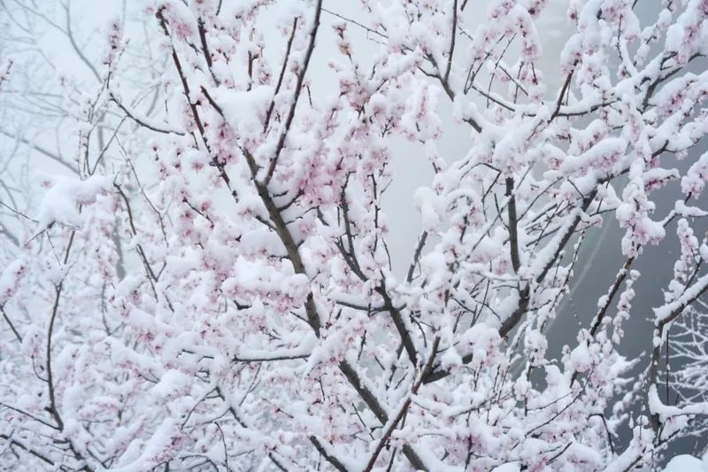 在这里，邂逅一场春雪的浪漫~