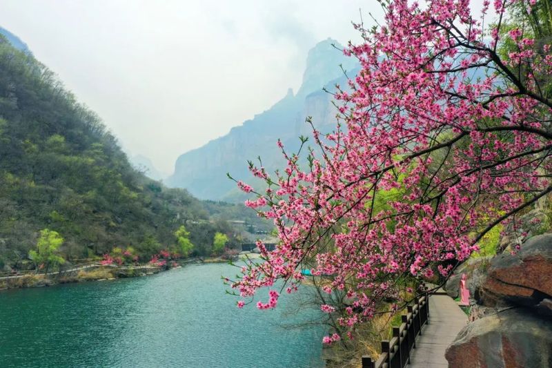 上春山 免门票丨女神节让这里的春景打开你的心扉